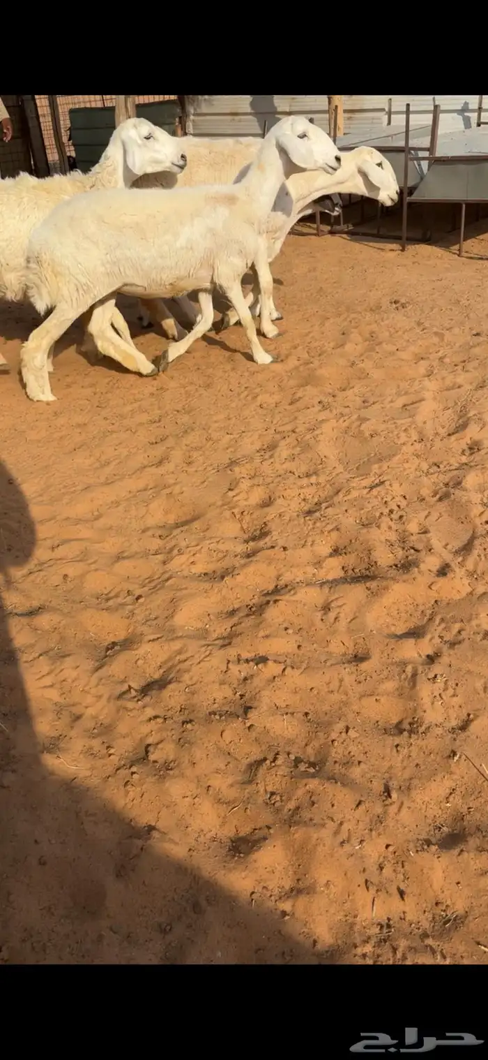 للبيع شياهه حريات ولد 0