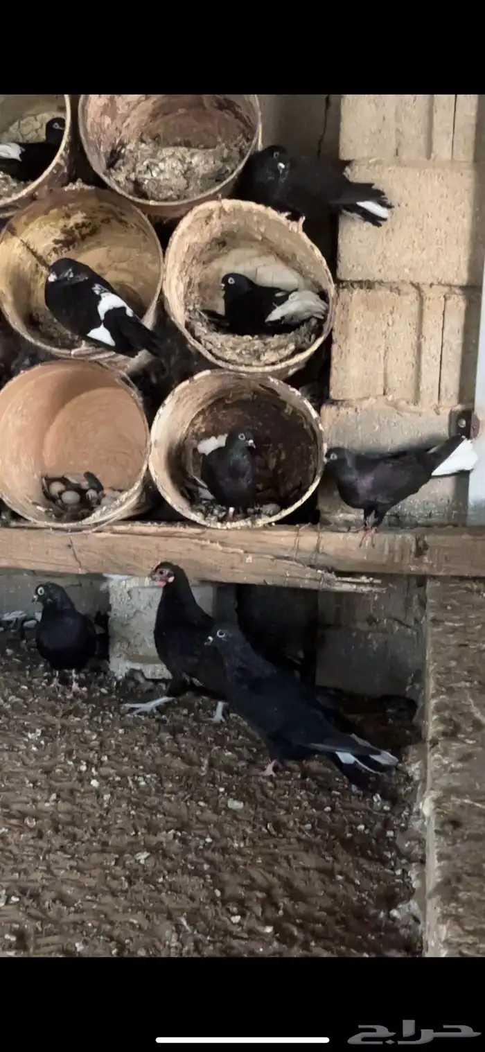 عشة حمام ناوري 3
