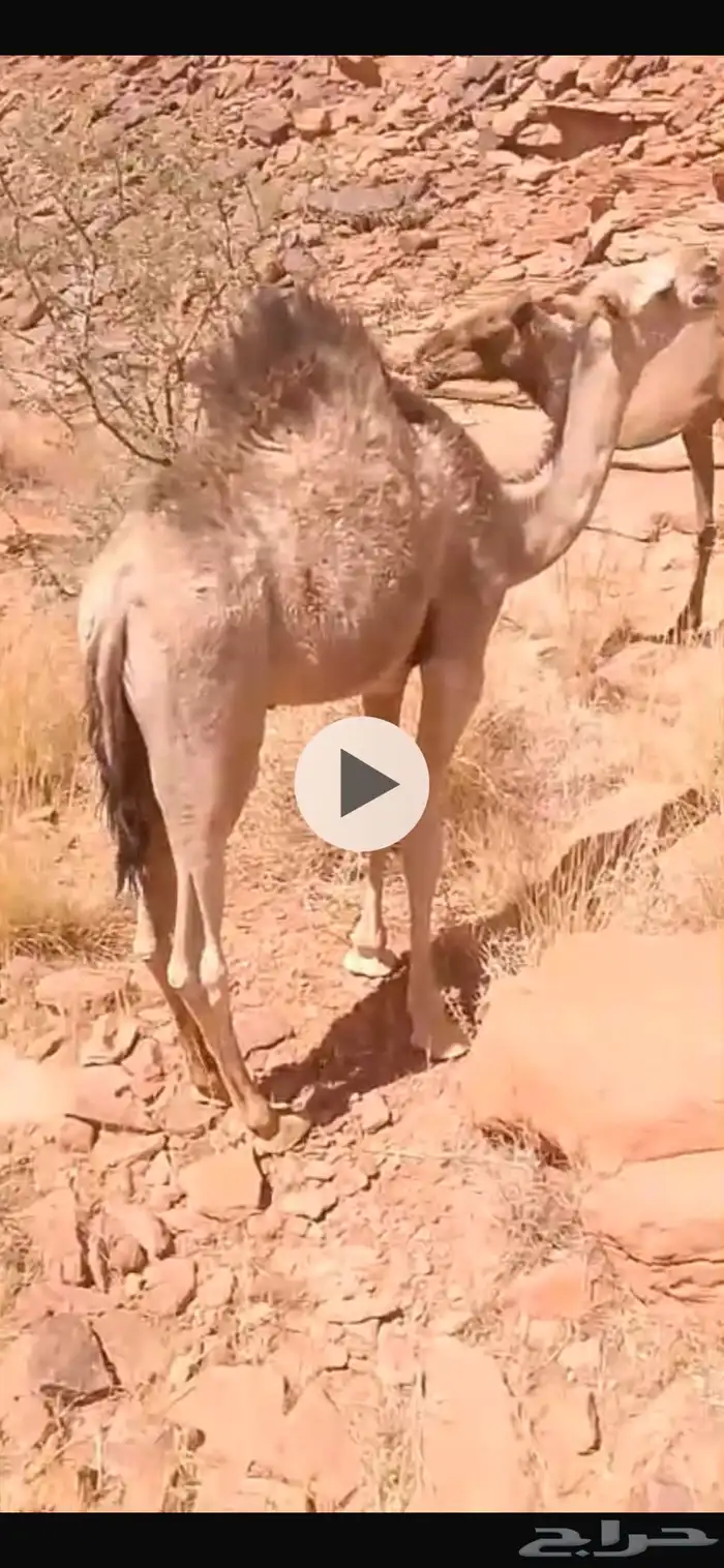 حشو طيبات على حليب امهاتهن 2