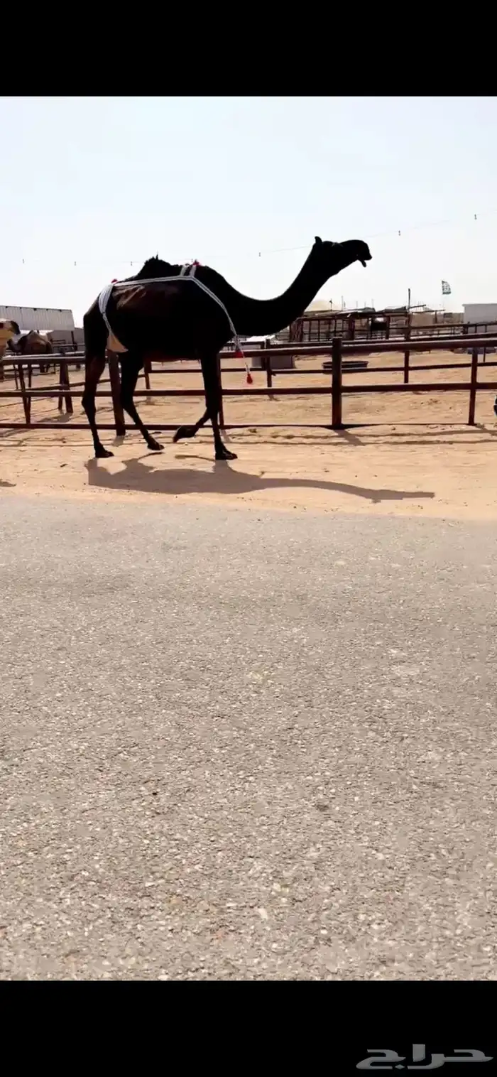 للبيع عشراء كفو تحتها بكره كفو علا بعير ابن زهيان 1