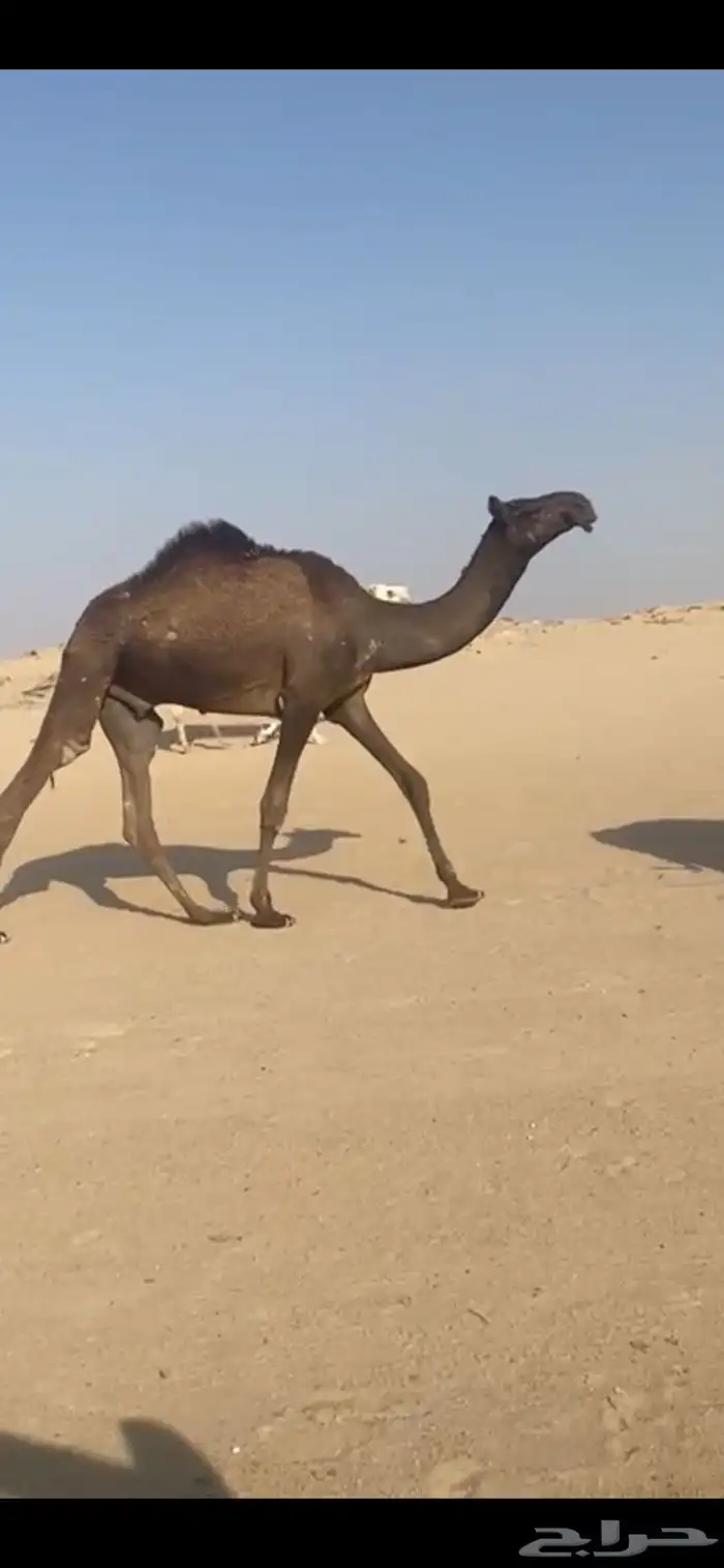 قعود مفرود 0