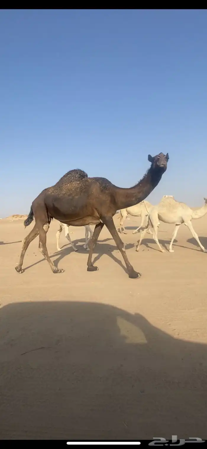 قعود مفرود 3