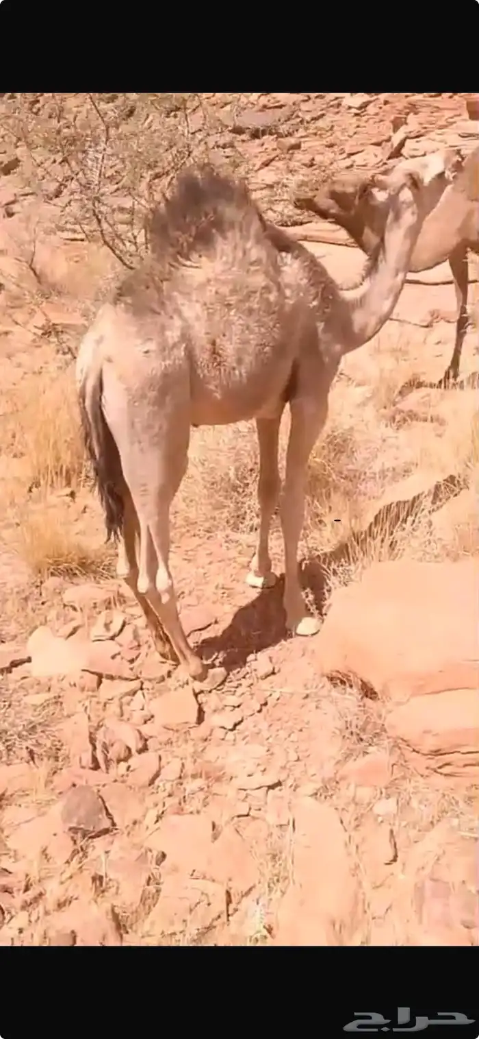 حشو طيبات على حليب امهاتهن 1