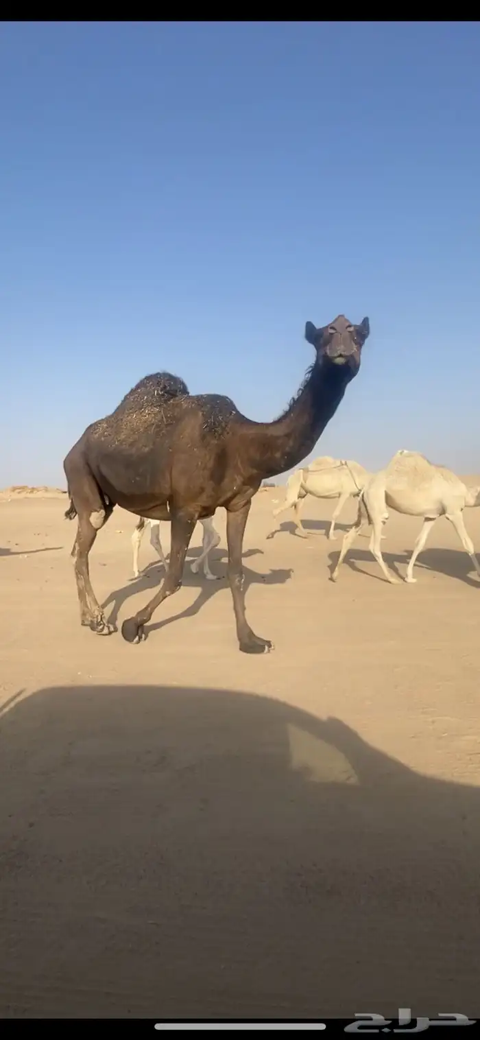 قعود مفرود 4
