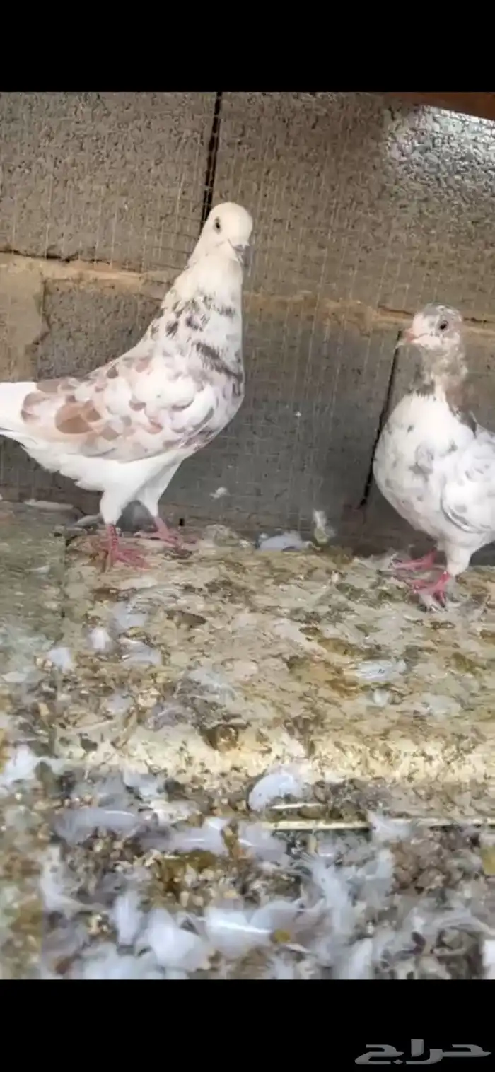 حمام 3