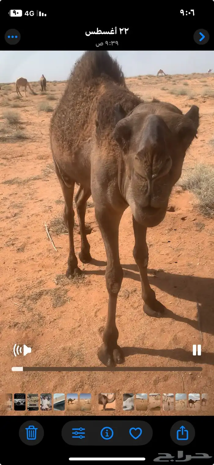 حشو طيبات على حليب امهاتهن 0