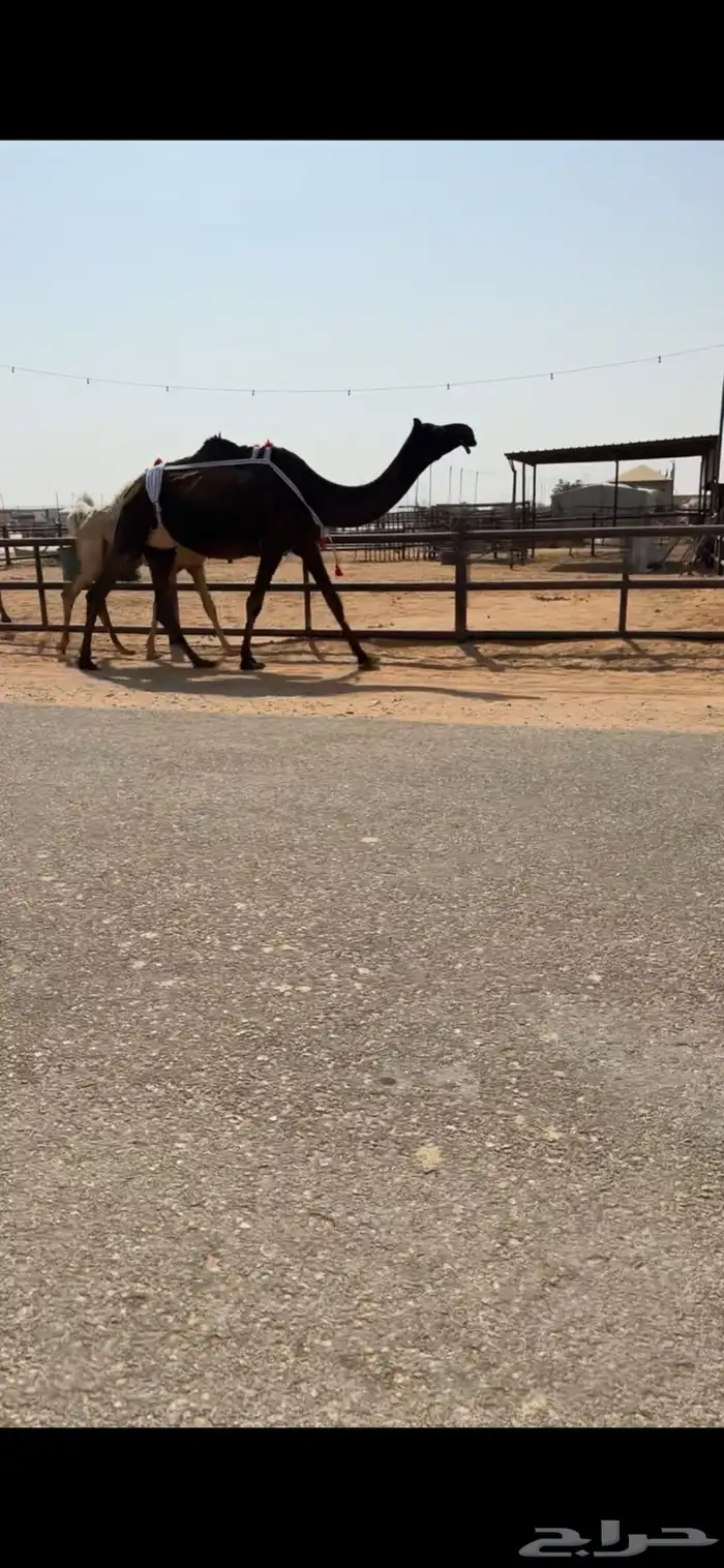 للبيع عشراء كفو تحتها بكره كفو علا بعير ابن زهيان 2