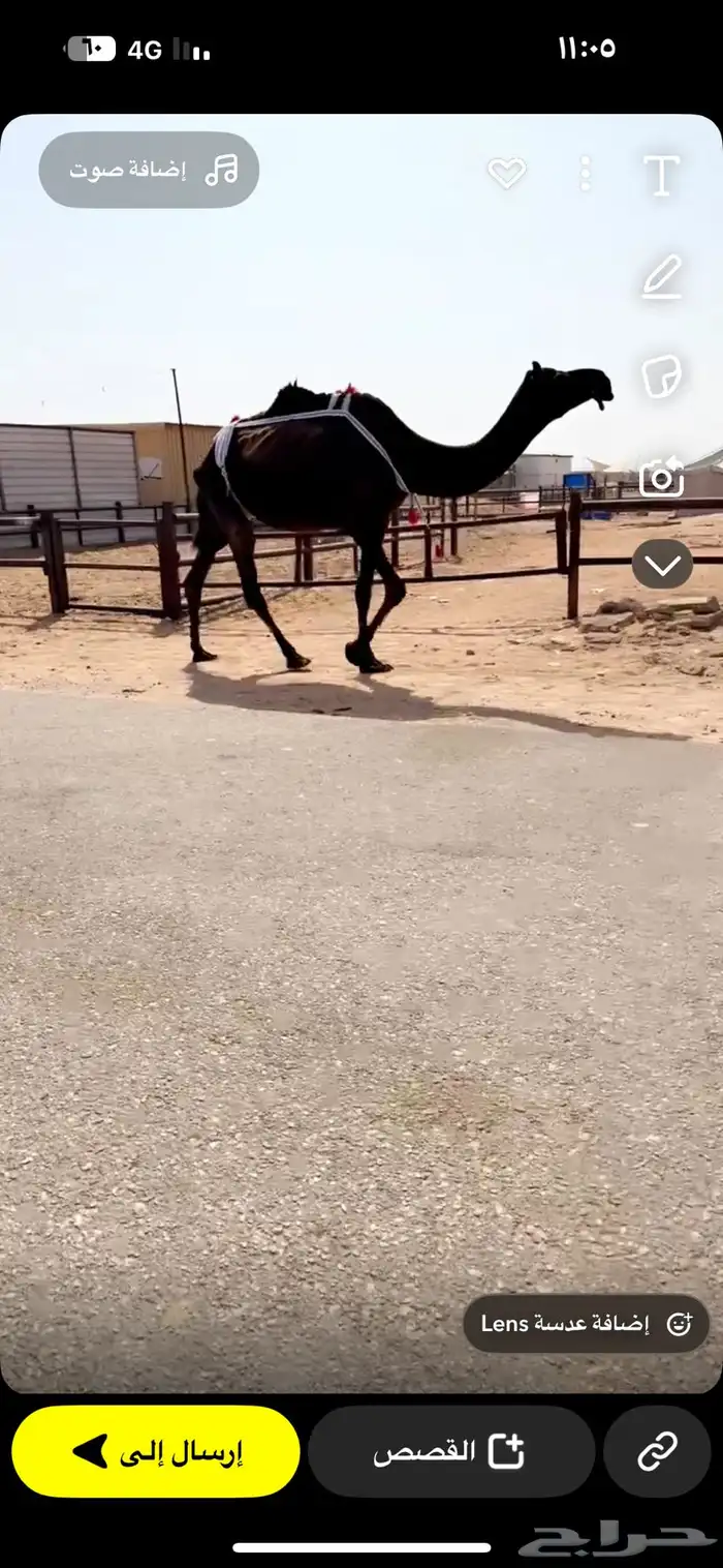 للبيع عشراء كفو تحتها بكره كفو علا بعير ابن زهيان 0