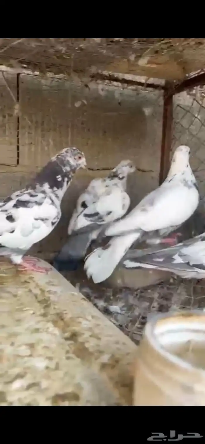 حمام 2
