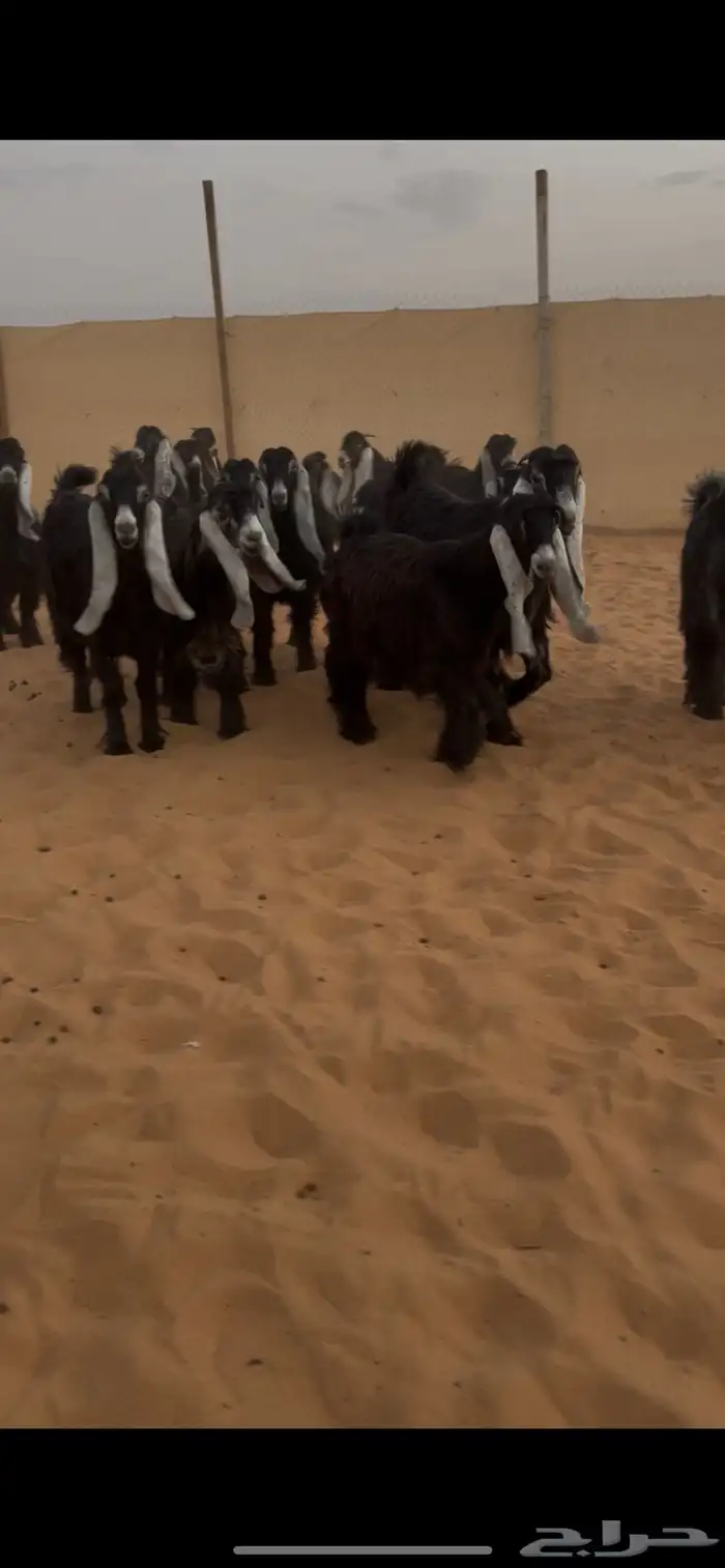 عرض بيع جفرات عوارض منوت القناي 1