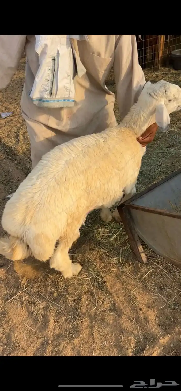 خرفان حرية 0