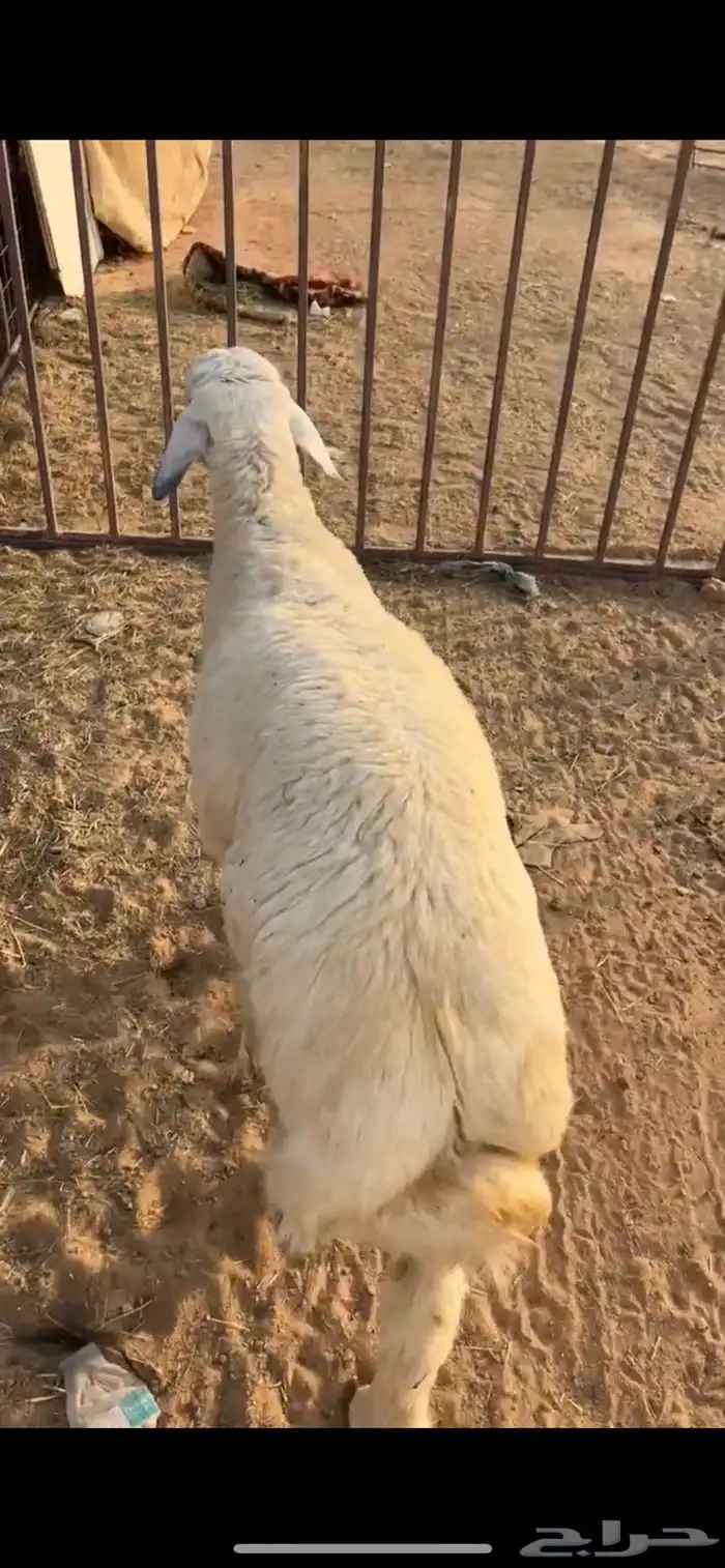 خرفان حرية 4