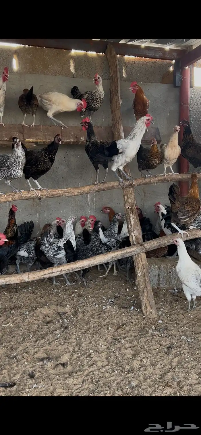 دجاج بلدي بشاير 0