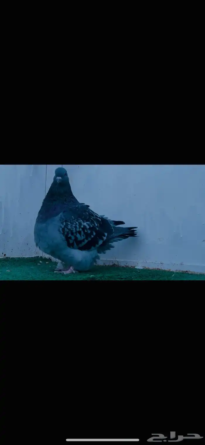 طبه فرش بلوتشيك 1