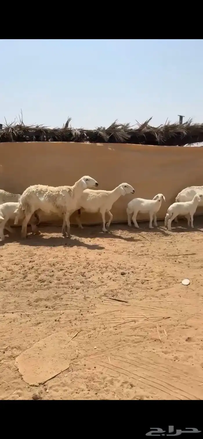تم البيع 1
