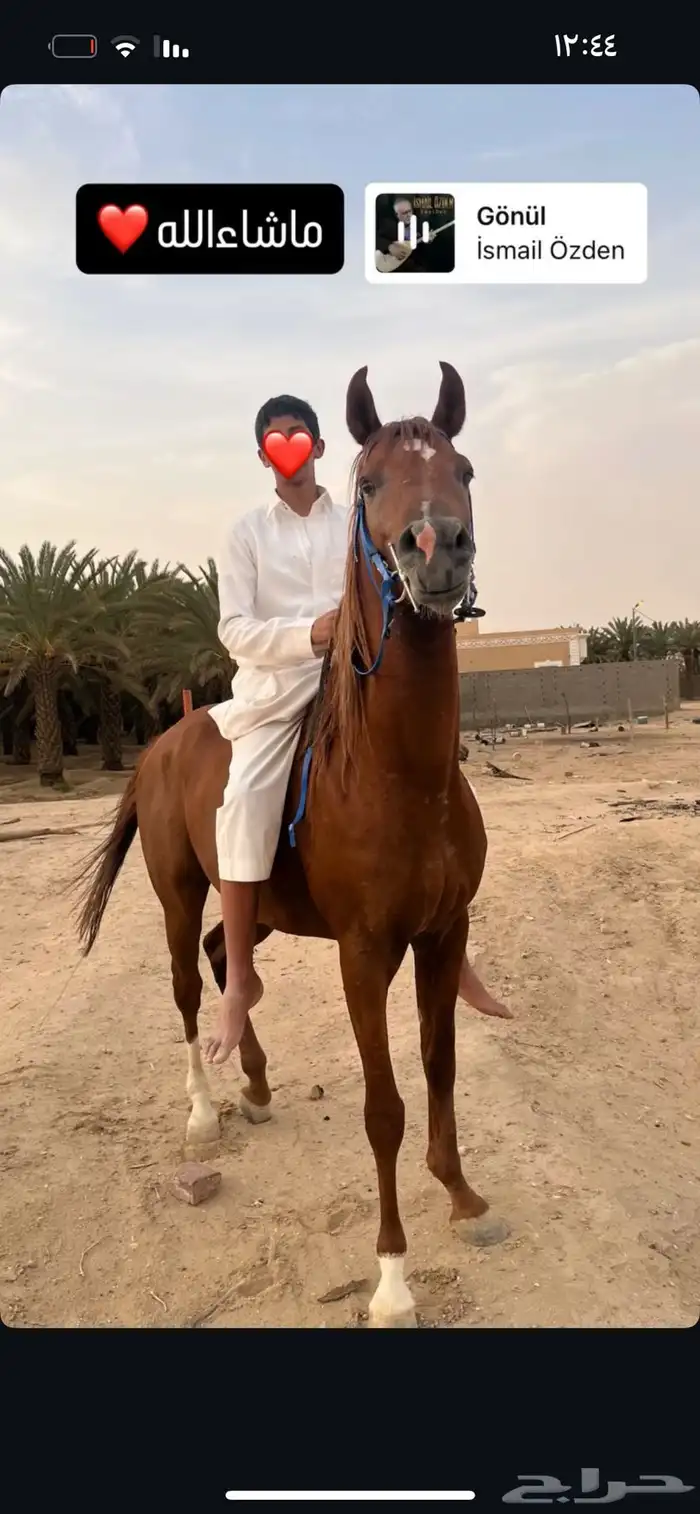 حصان عربي شعبي كفو جداا 3