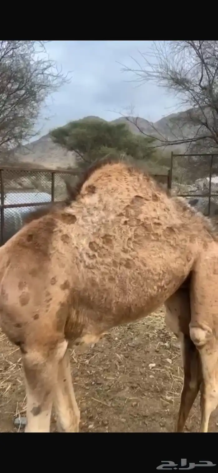 قعدان ثلاثه 3