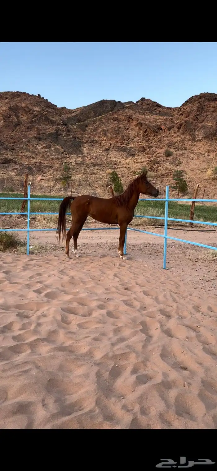 فرس شعبيه شيخهه 3