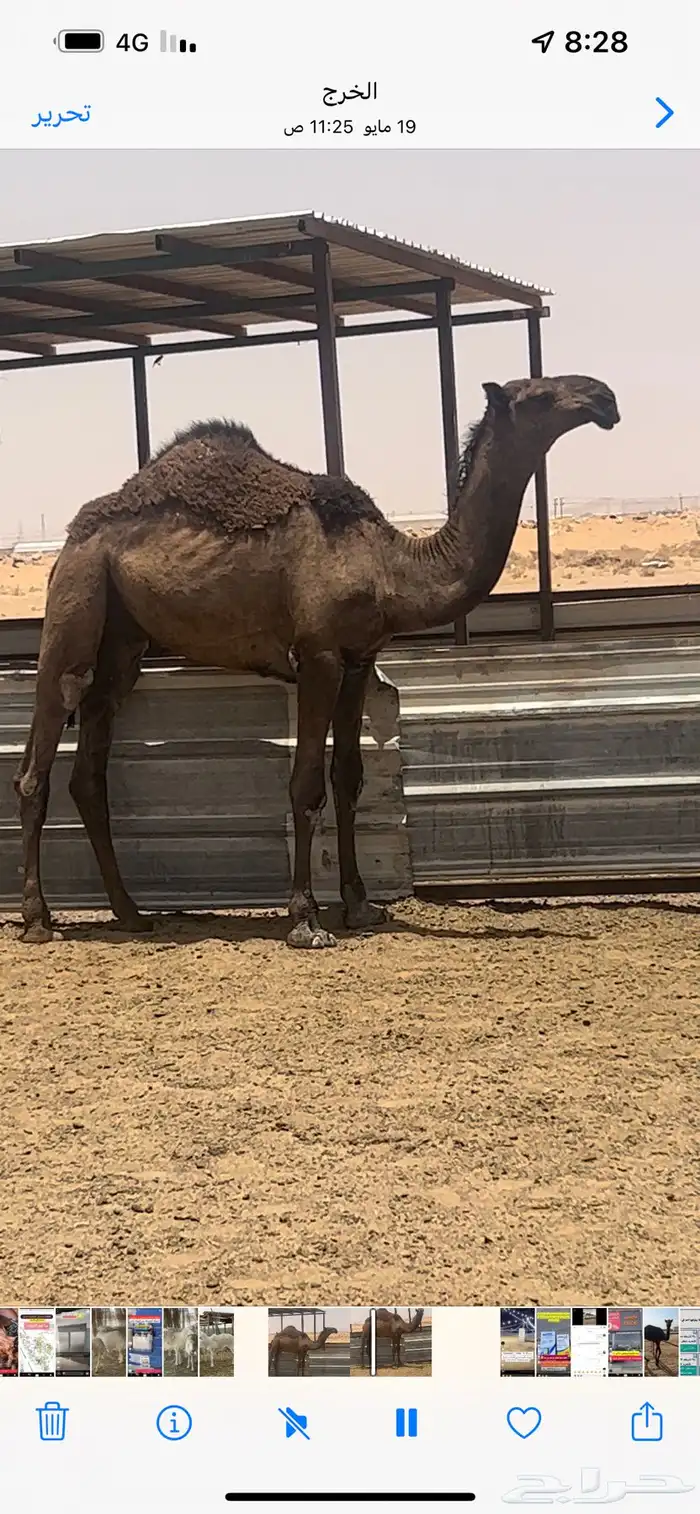 قعود اصفر فردي 1