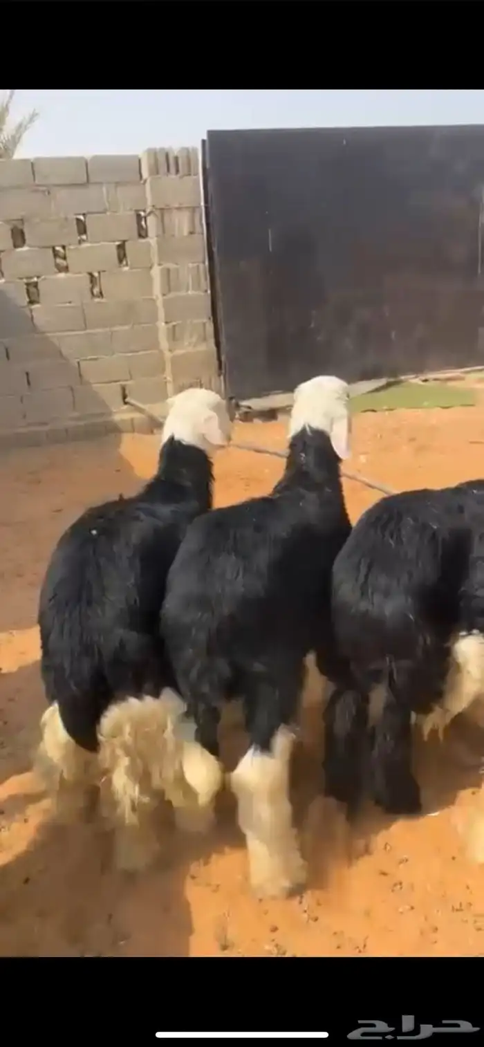 للبيع طليان نجد كفوو(( تم البيع )) 2