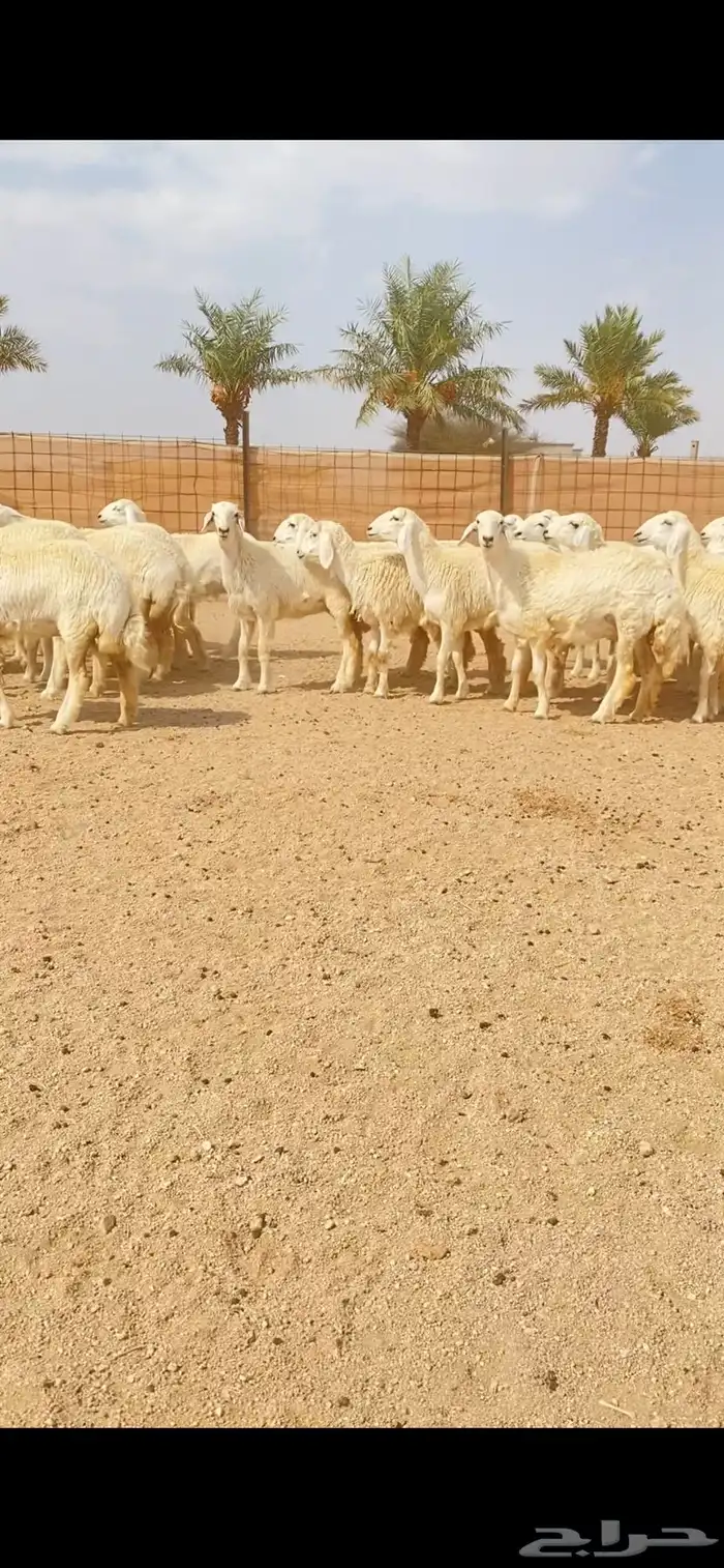 رخال حريات حرش صنف الصنف الفاخر (( تم البيع )) 4