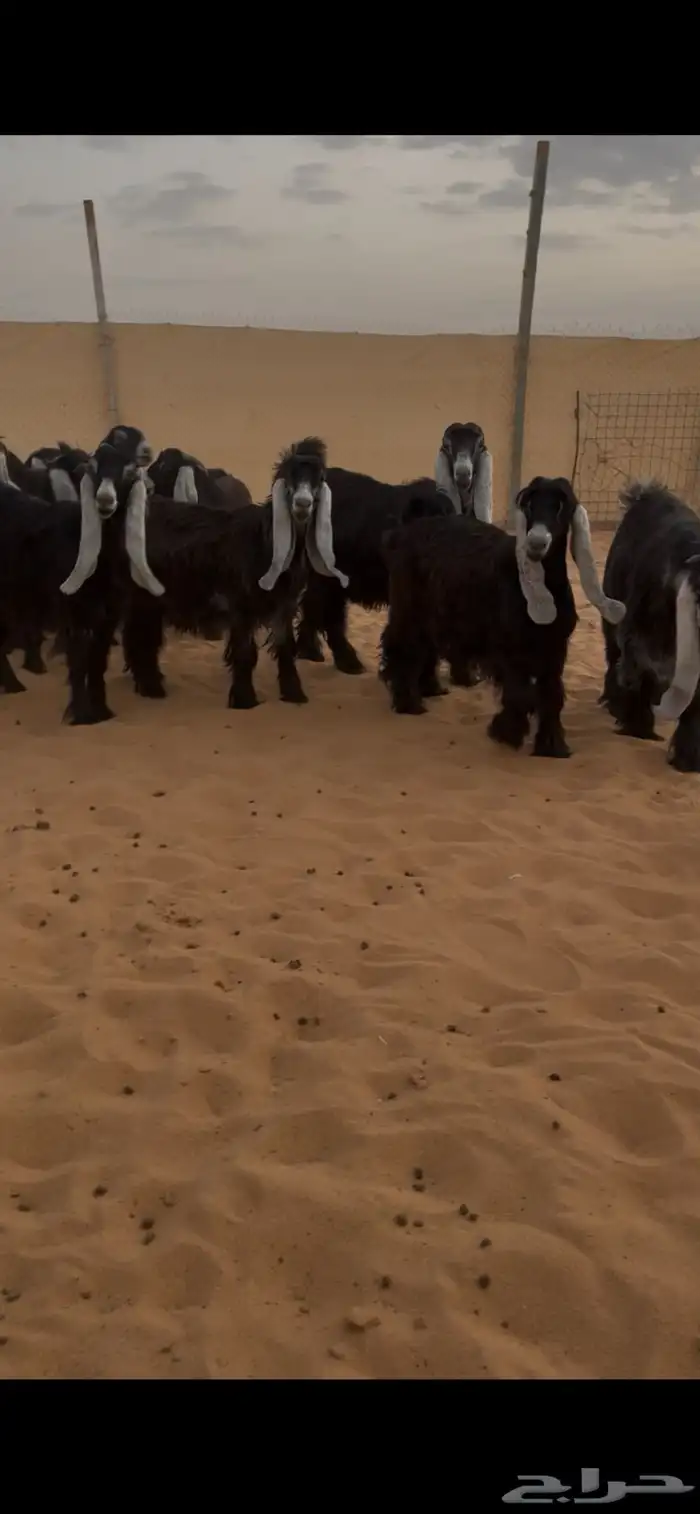 عرض بيع جفرات عوارض منوت القناي 0