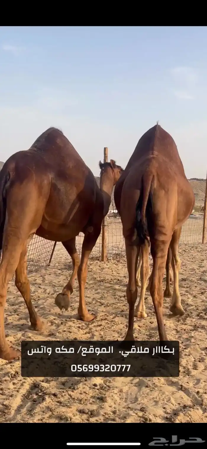 بكار سواحل لقح (( تم البيع )) 2