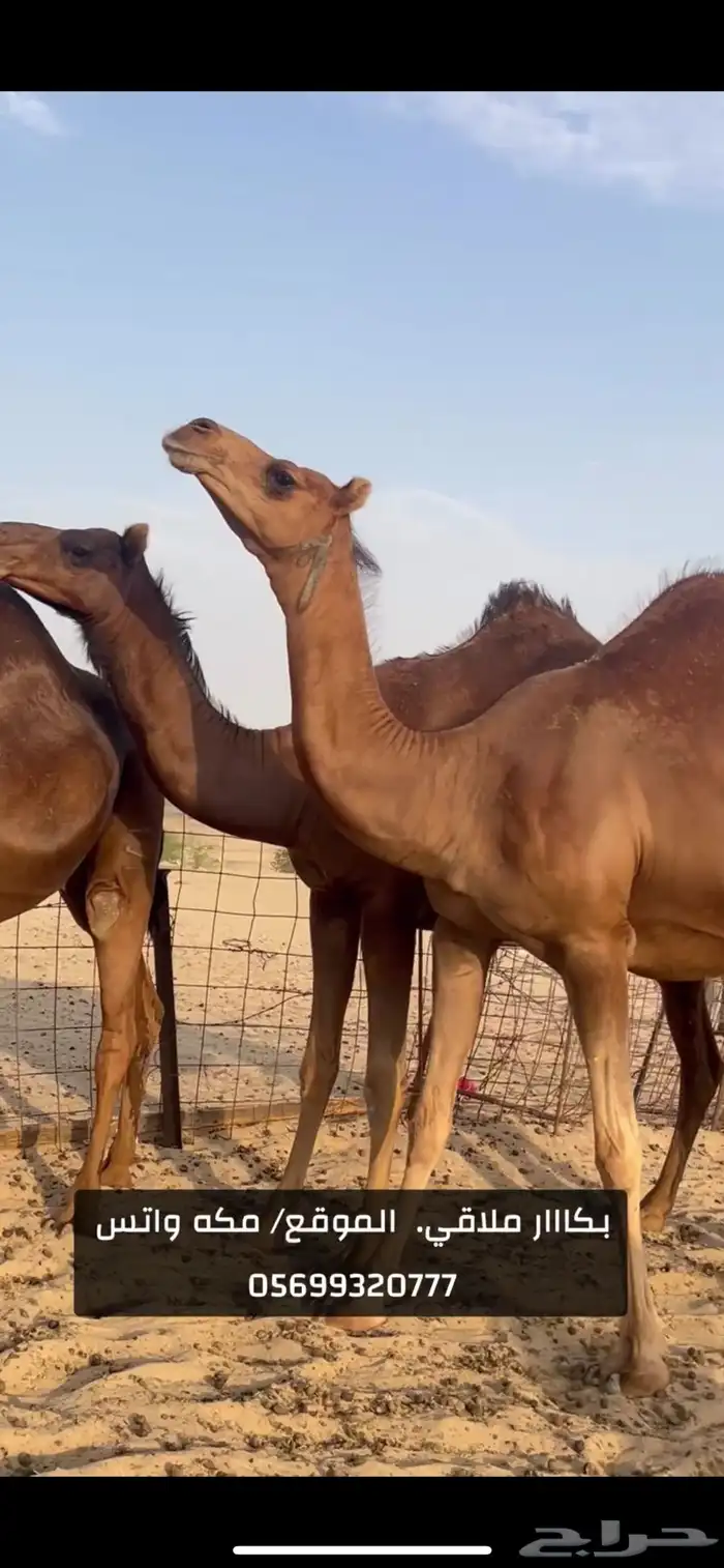 بكار سواحل لقح (( تم البيع )) 8