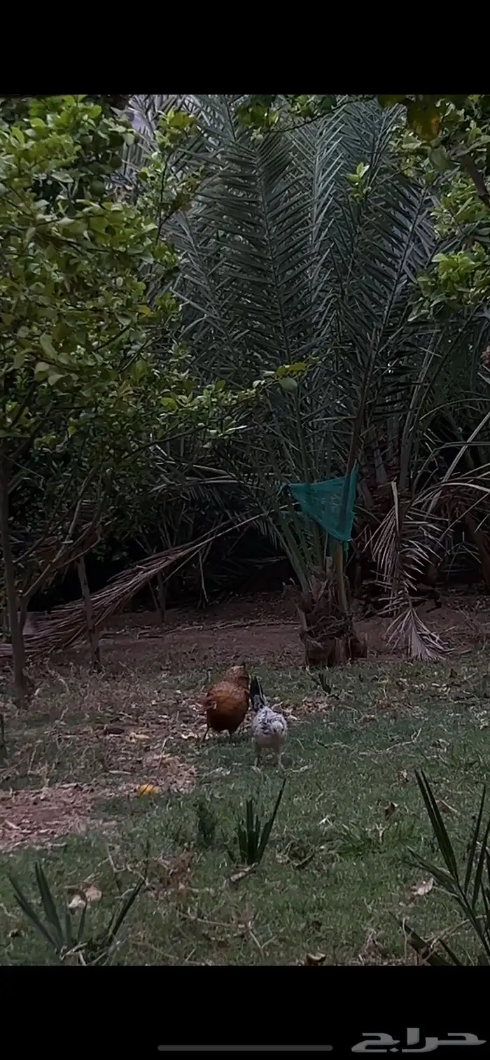 دجاج 2