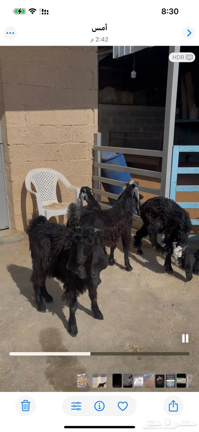 أبو محمد VIP للذبائح للبيع في الرياض ذبح وتوصيل اي وقت 5