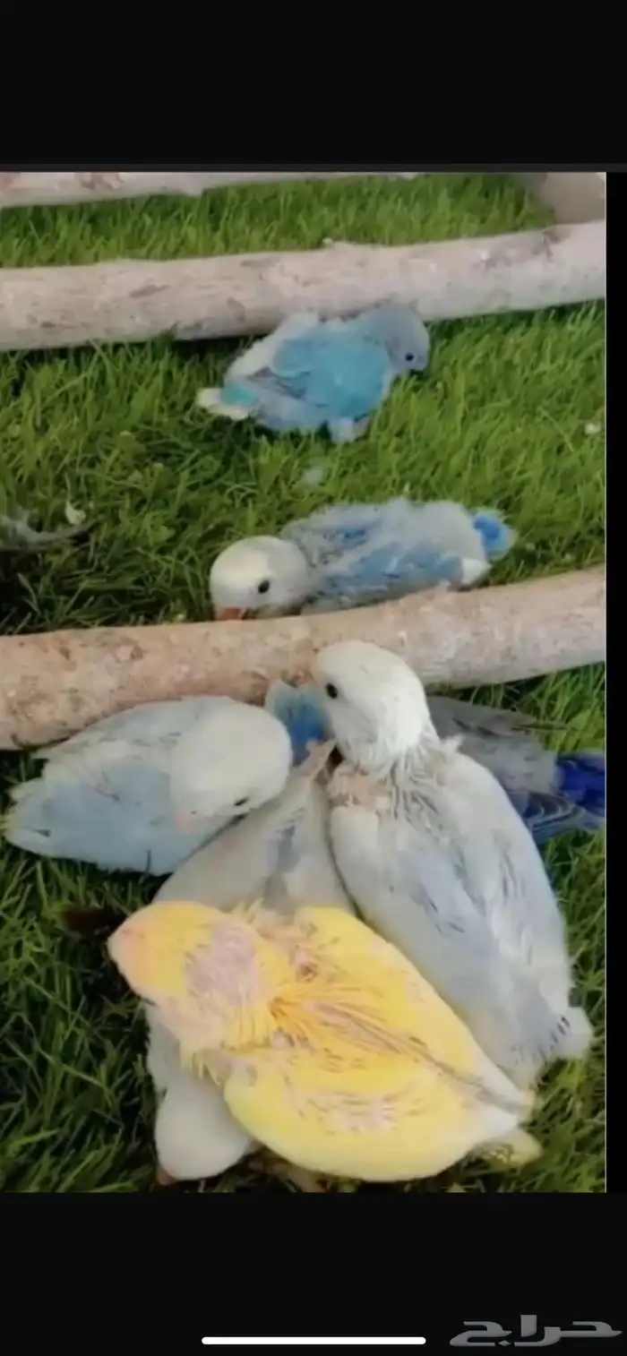 مطلوب فرووخ روز كروان جمله 0