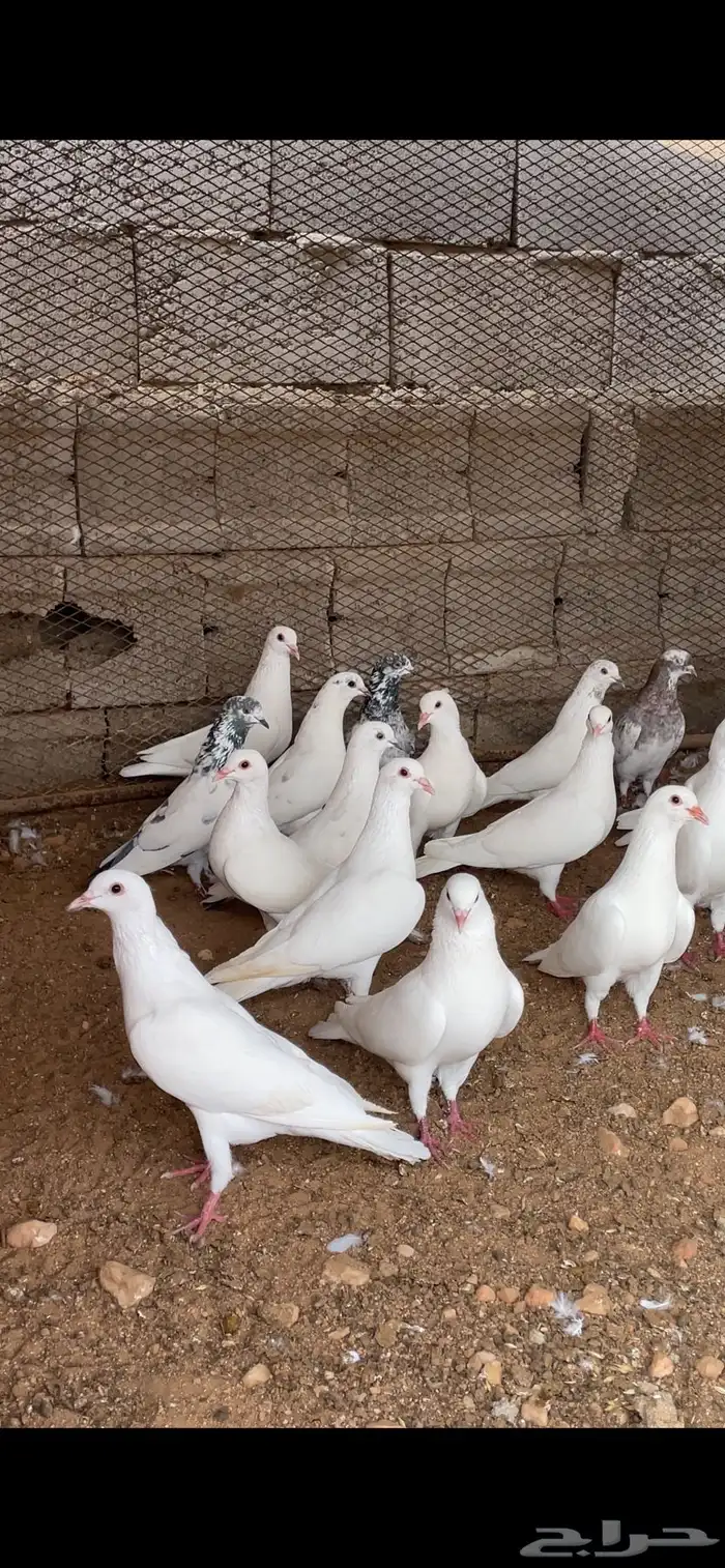 حمام بلدي 0