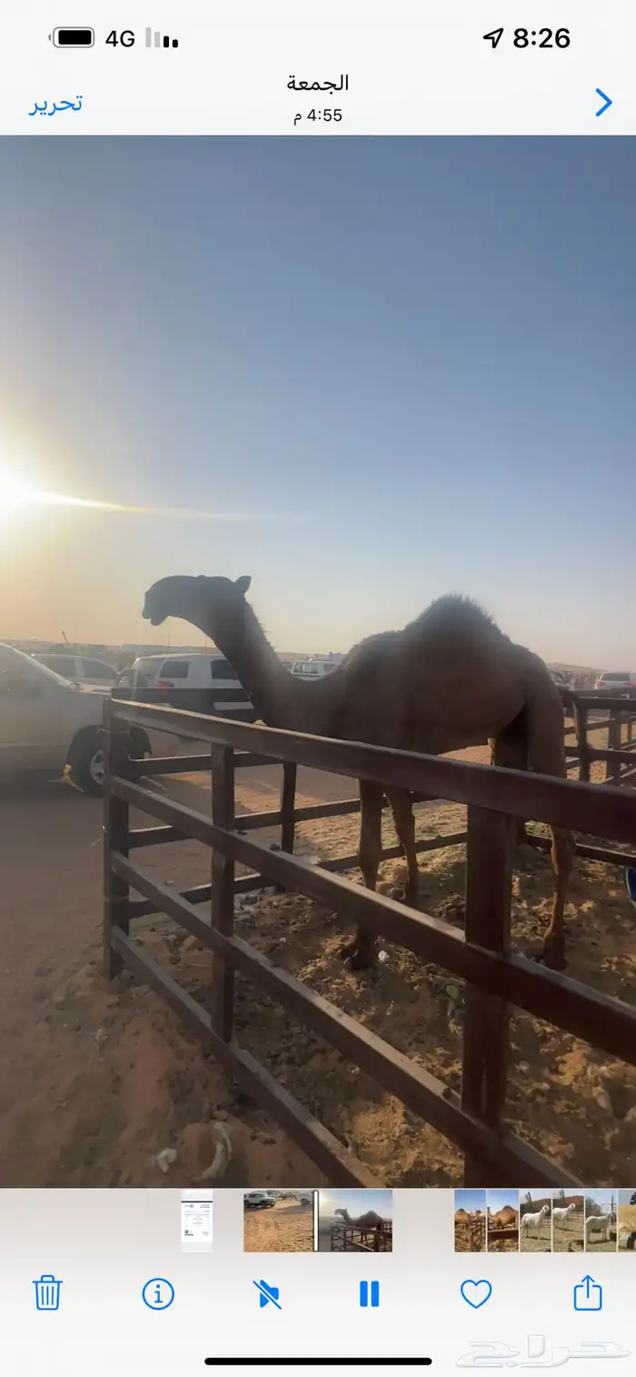 قعود اصفر فردي 3