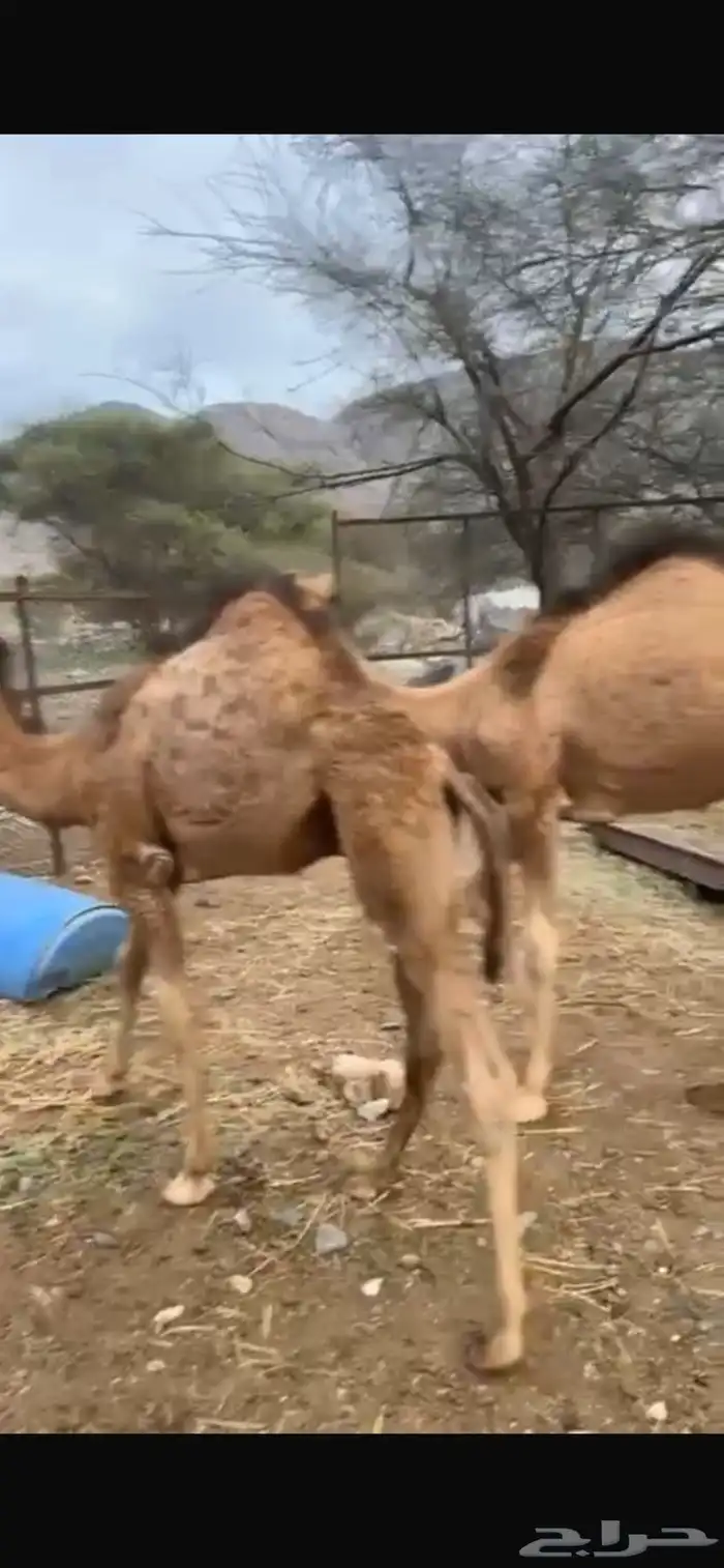 قعدان ثلاثه 0