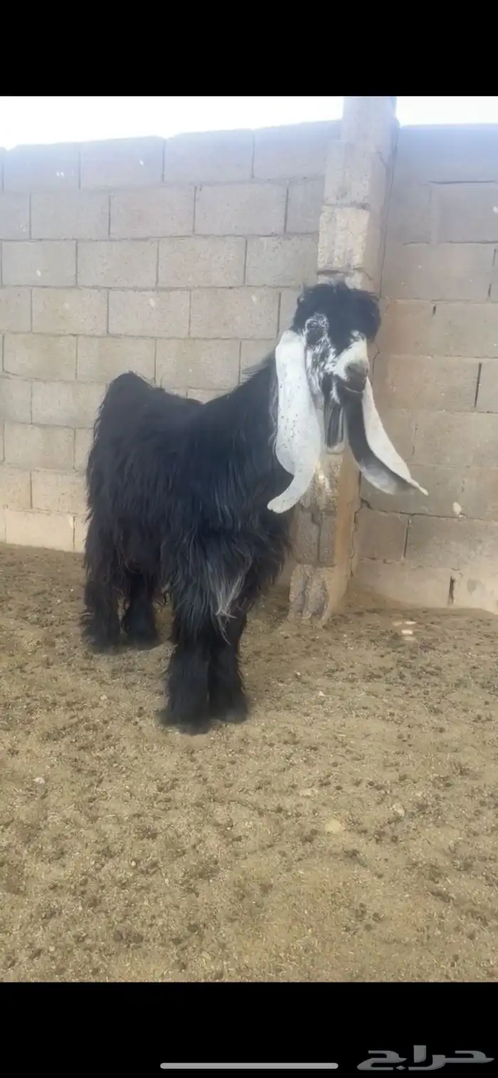 فحل عارضي صنف 0