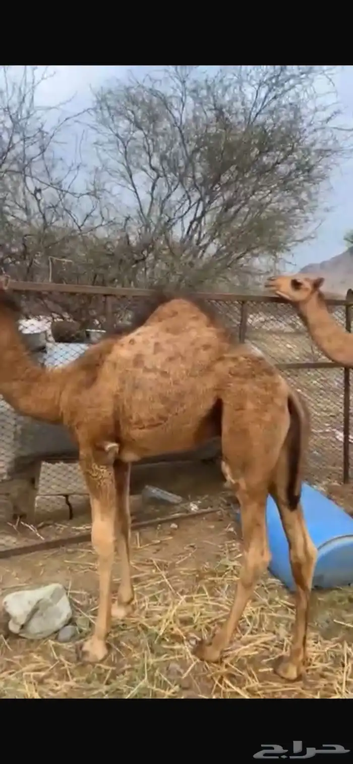 قعدان ثلاثه 1