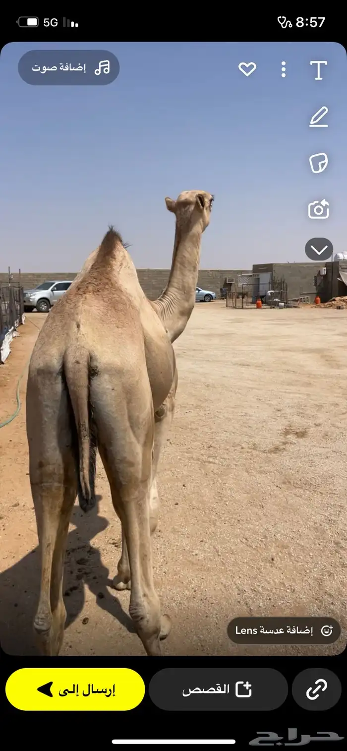 حاشي ميتورد مرابي 5 شهور 1