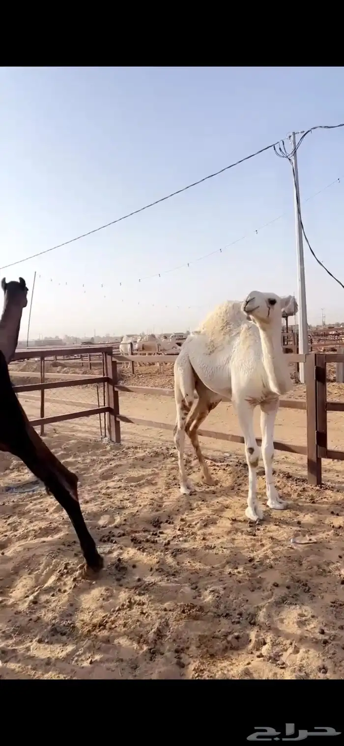 قعود مبدا ولا مناسبه 1