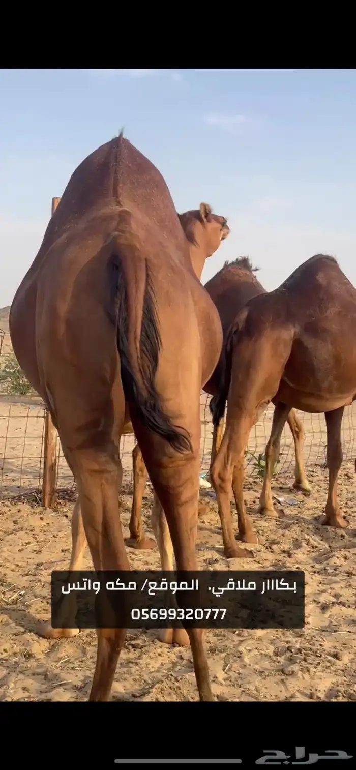بكار سواحل لقح (( تم البيع )) 6
