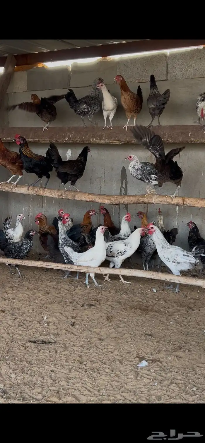 دجاج بلدي بشاير 6