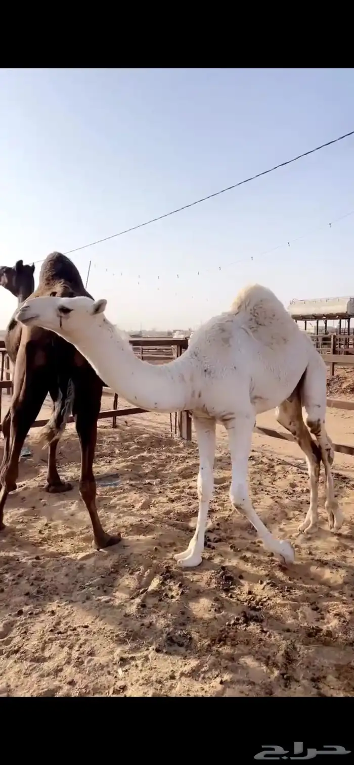 قعود مبدا ولا مناسبه 0