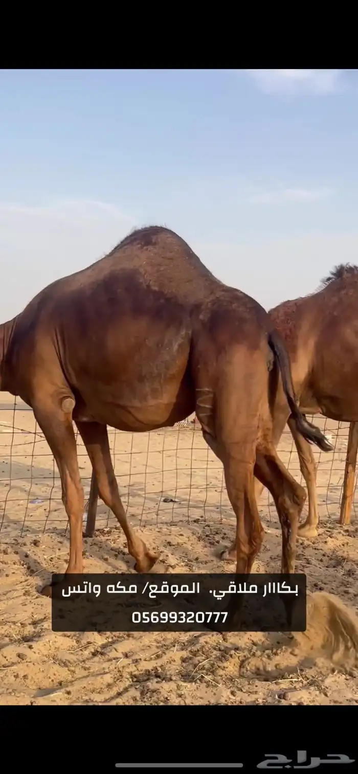 بكار سواحل لقح (( تم البيع )) 7