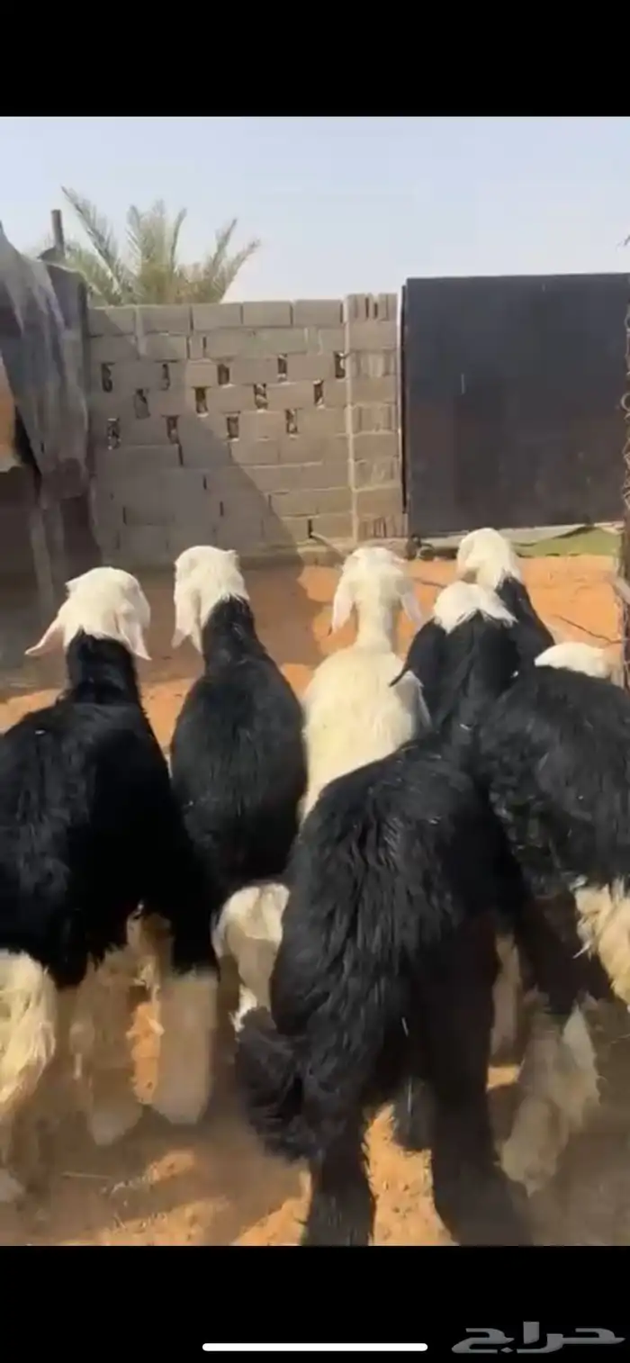 للبيع طليان نجد كفوو(( تم البيع )) 0