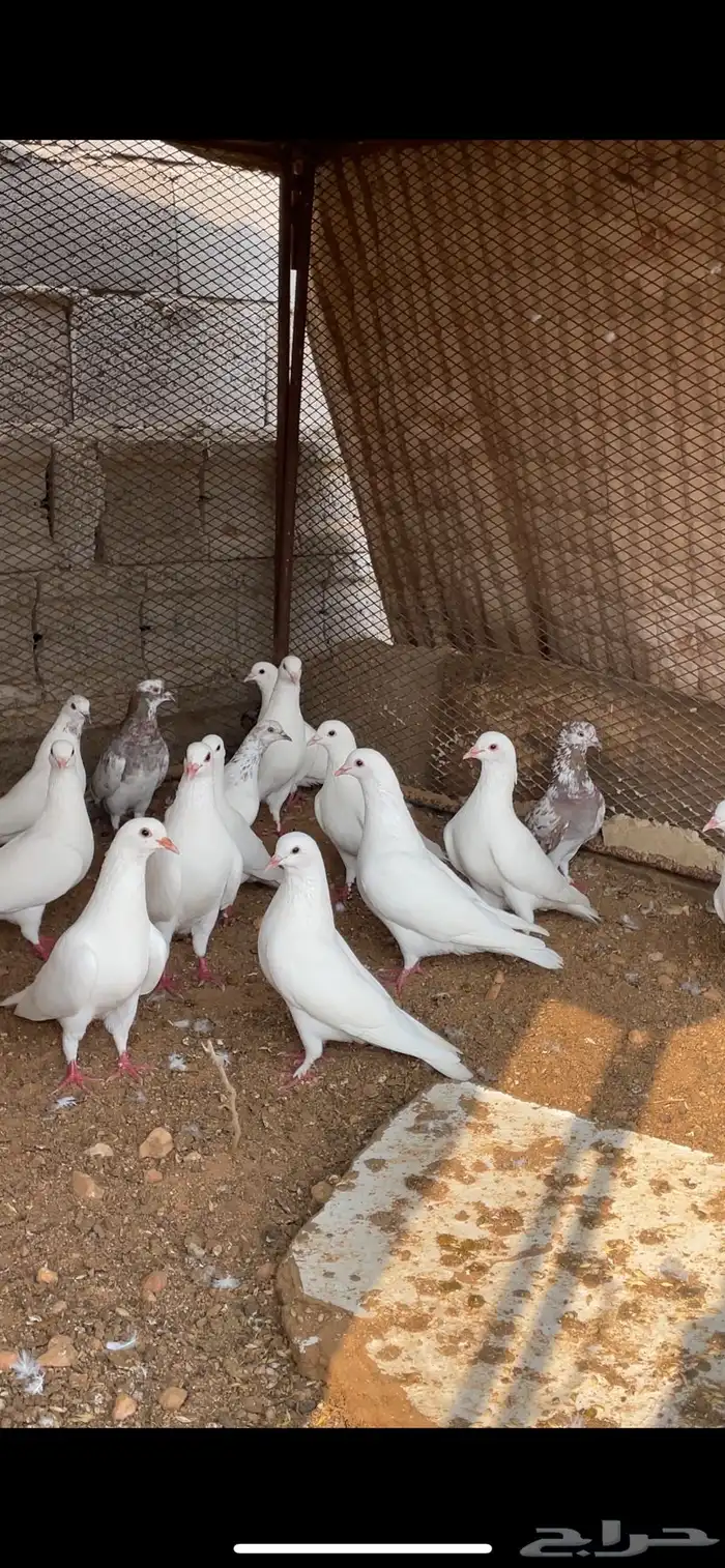 حمام بلدي 1