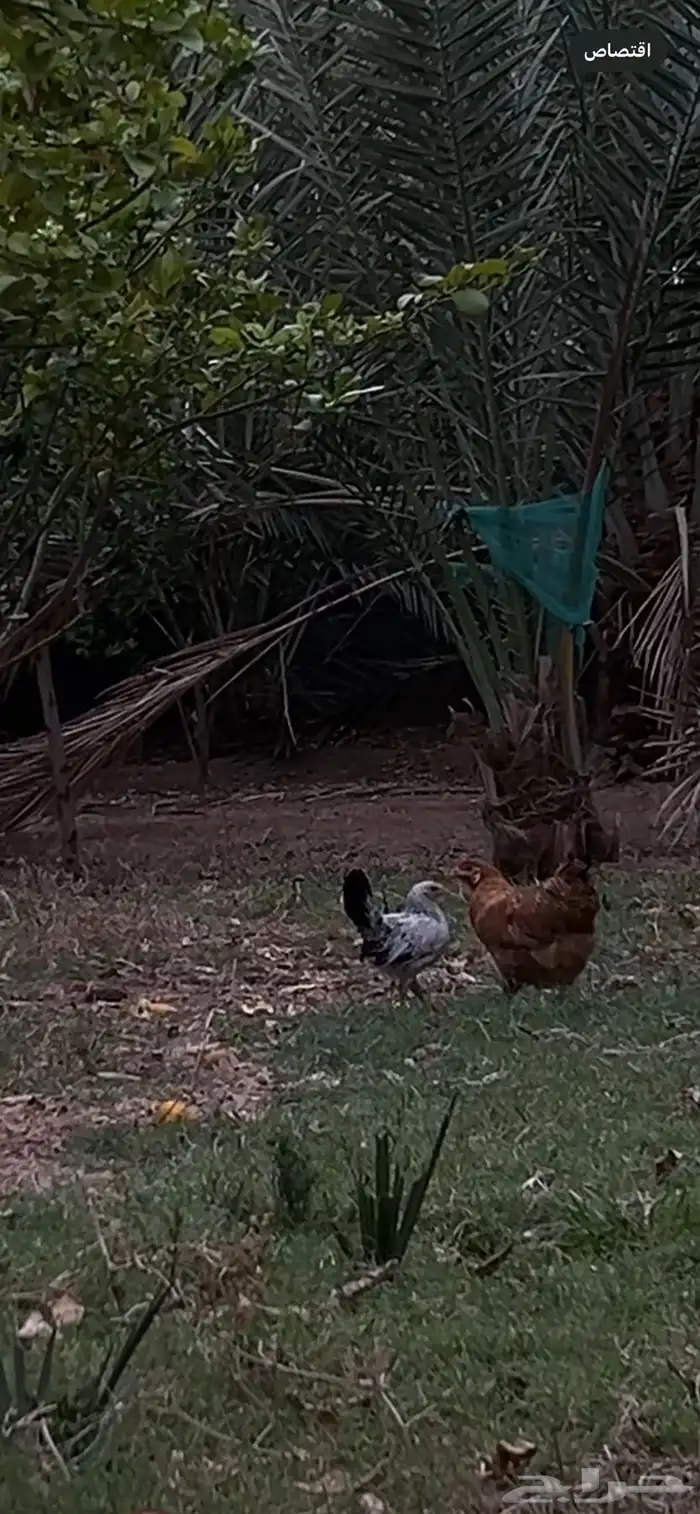 دجاج 3