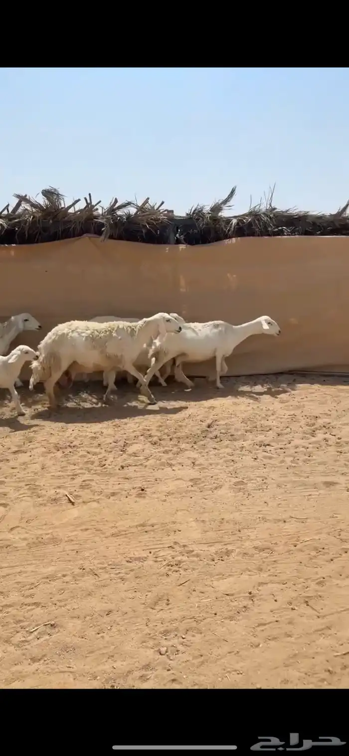 تم البيع 2