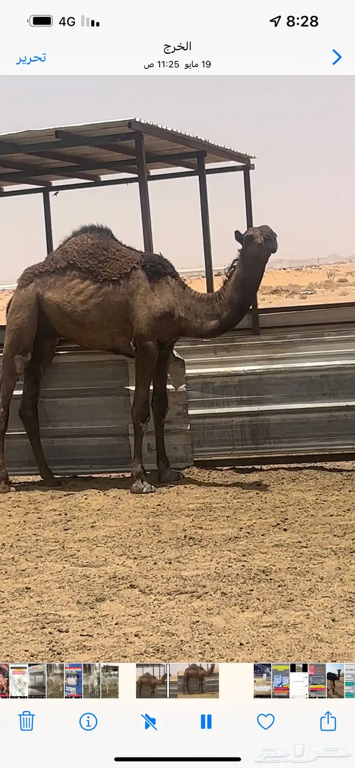 قعود اصفر فردي 2