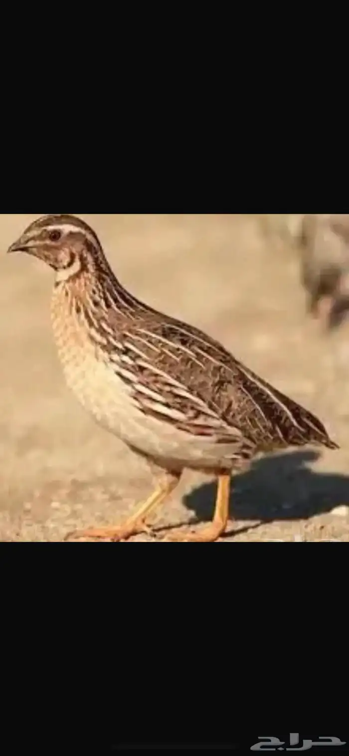 سمان مهاجر 0
