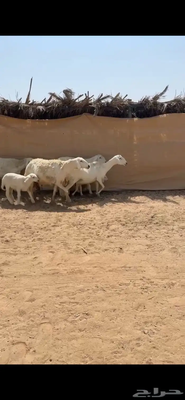 تم البيع 0