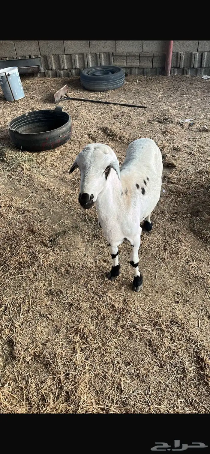 طلي جذع رفيدي بلدي 3